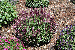 New Dimension Rose Meadow Sage (Salvia nemorosa 'New Dimension Rose') at Lakeshore Garden Centres