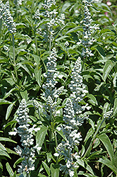 Sallyfun Snow White Salvia (Salvia farinacea 'Sallyfun Snow White') at Lakeshore Garden Centres