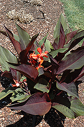 Purple Haze Canna (Canna 'Purple Haze') at Lakeshore Garden Centres