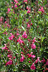 Flamenco Rose Sage (Salvia 'Flamenco Rose') at Lakeshore Garden Centres