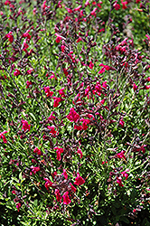 SallyG Flamingo Autumn Sage (Salvia greggii 'SallyG Flamingo') at Lakeshore Garden Centres