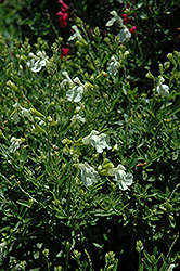 SallyG Vanilla Autumn Sage (Salvia greggii 'SallyG Vanilla') at Lakeshore Garden Centres