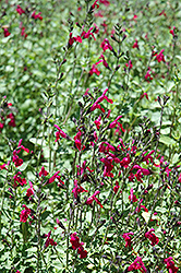SallyG Magenta Autumn Sage (Salvia greggii 'SallyG Magenta') at Lakeshore Garden Centres