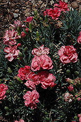 Sunflor Luxor Carnation (Dianthus caryophyllus 'Sunflor Luxor') at Lakeshore Garden Centres