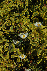 Gold Prize Rockrose (Cistus 'Gold Prize') at Lakeshore Garden Centres