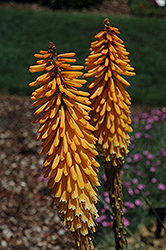 Echo Mango Torchlily (Kniphofia 'Echo Mango') at Lakeshore Garden Centres