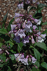 Precious Gem Beard Tongue (Penstemon digitalis 'Precious Gem') at Lakeshore Garden Centres