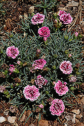 SuperTrouper Velvet White Carnation (Dianthus caryophyllus 'SuperTrouper Velvet White') at Lakeshore Garden Centres