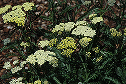 Moon Dust Yarrow (Achillea 'Novaachdus') at Lakeshore Garden Centres
