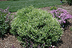 Puebla White Autumn Sage (Salvia greggii 'Puebla White') at Lakeshore Garden Centres