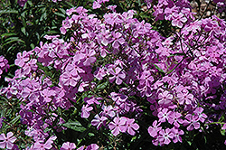 Elizabeth Lawrence Phlox (Phlox pilosa 'Elizabeth Lawrence') at Lakeshore Garden Centres