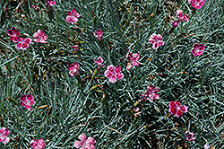 Pixie Pinks (Dianthus 'Pixie') at Lakeshore Garden Centres