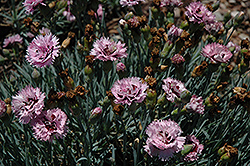 Veronica Skagit Pinks (Dianthus 'Veronica Skagit') at Lakeshore Garden Centres