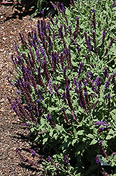 Burgundy Candles Meadow Sage (Salvia nemorosa 'Burgundy Candles') at Lakeshore Garden Centres