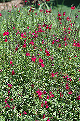 SallyG Groovy Magenta Autumn Sage (Salvia greggii 'SallyG Groovy Magenta') at Lakeshore Garden Centres