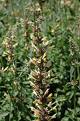 Acapulco White and Yellow Hyssop (Agastache mexicana 'Acapulco White and Yellow') at Lakeshore Garden Centres