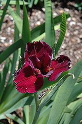 Neon Shadow Iris (Iris 'Neon Shadow') at Lakeshore Garden Centres