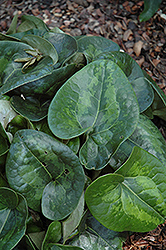 Ling Ling Panda Face Ginger (Asarum maximum 'Ling Ling') at Lakeshore Garden Centres