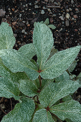 Snow Fever Hellebore (Helleborus argutifolius 'HGCSnowfever') at Lakeshore Garden Centres