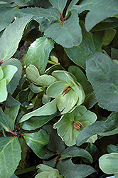 Ice Breaker Pico Hellebore (Helleborus 'COSEH 840') at Lakeshore Garden Centres