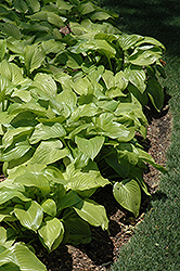 Aphrodite Hosta (Hosta 'Aphrodite') at Lakeshore Garden Centres