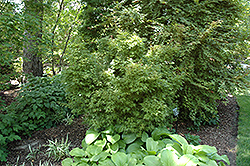 Bonfire Japanese Maple (Acer palmatum 'Bonfire') at Lakeshore Garden Centres