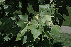 Mexican Sycamore (Platanus mexicana) at Lakeshore Garden Centres