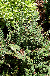 Wavy Cloak Fern (Cheilanthes sinuata) at Lakeshore Garden Centres