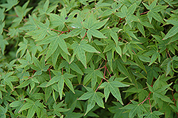 Tama Hime Japanese Maple (Acer palmatum 'Tama Hime') at Lakeshore Garden Centres