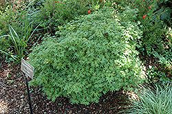 Tama Hime Japanese Maple (Acer palmatum 'Tama Hime') at Lakeshore Garden Centres