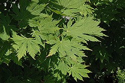Rising Sun Fullmoon Maple (Acer japonicum 'Rising Sun') at Lakeshore Garden Centres
