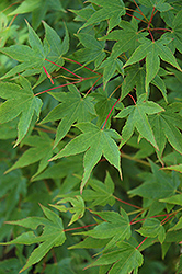 Yuri Hime Japanese Maple (Acer palmatum 'Yuri Hime') at Lakeshore Garden Centres