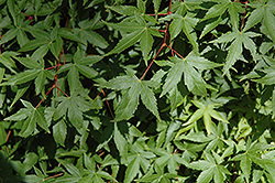 Murasaki Kiyohime Japanese Maple (Acer palmatum 'Murasaki Kiyohime') at Lakeshore Garden Centres