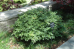 Murasaki Kiyohime Japanese Maple (Acer palmatum 'Murasaki Kiyohime') at Lakeshore Garden Centres