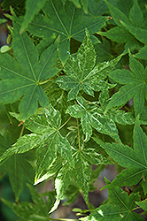 Kasen Nishiki Japanese Maple (Acer palmatum 'Kasen Nishiki') at Lakeshore Garden Centres