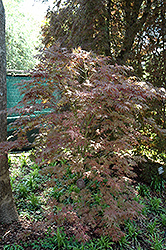 Mikazuki Japanese Maple (Acer palmatum 'Mikazuki') at Lakeshore Garden Centres