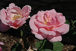 Amiga Mia Rose (Rosa 'Amiga Mia') at Lakeshore Garden Centres