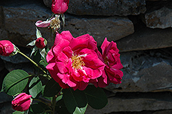 Square Dancer Rose (Rosa 'Square Dancer') at Lakeshore Garden Centres