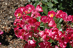 Miracle Sensation Rose (Rosa 'Miracle Sensation') at Lakeshore Garden Centres