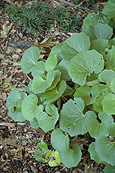 Jitsuko's Star Leopard Plant (Farfugium japonicum 'Jitsuko's Star') at Lakeshore Garden Centres