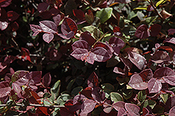 Suzanne Chinese Fringeflower (Loropetalum chinense 'Suzanne') at Lakeshore Garden Centres