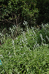 Augusta Duelberg Salvia (Salvia farinacea 'Augusta Duelberg') at Lakeshore Garden Centres