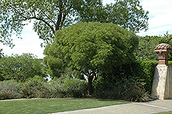 Eve's Necklace (Sophora affinis) at Lakeshore Garden Centres