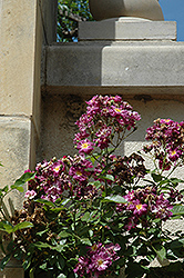 Veilchenblau Rose (Rosa 'Veilchenblau') at Lakeshore Garden Centres