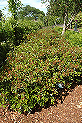 Spring Sonata Indian Hawthorn (Rhaphiolepis indica 'Wilcor') at Lakeshore Garden Centres
