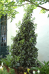 Homefire Holly (Ilex 'Homefire') at Lakeshore Garden Centres