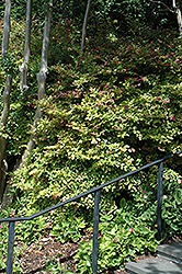Blush Chinese Fringeflower (Loropetalum chinense 'Blush') at Lakeshore Garden Centres