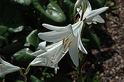 Madonna Lily (Lilium candidum) at Lakeshore Garden Centres