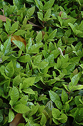 Hakuokan Japanese Ardisia (Ardisia japonica 'Hakuokan') at Lakeshore Garden Centres