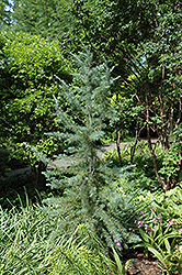 Electra Blue Deodar Cedar (Cedrus deodara 'Electra Blue') at Lakeshore Garden Centres